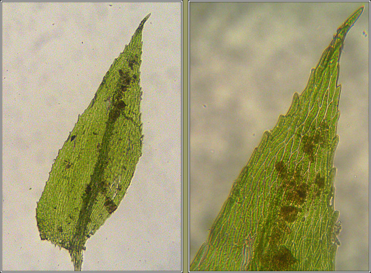Microeurhynchium pumilum, Dwarf Feather-moss