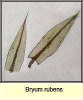Bryum rubens, Crimson-tuber Thread-moss