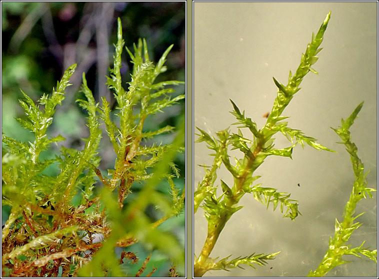 Calliergonella cuspidata, Pointed Spear-moss