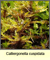 Calliergonella cuspidata, Pointed Spear-moss