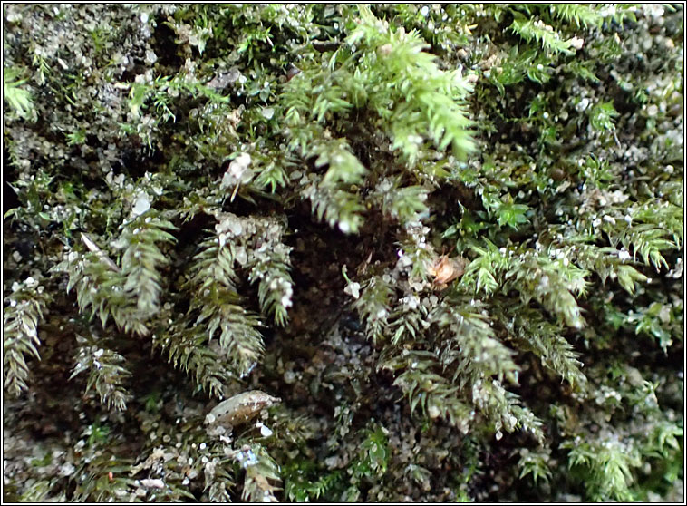 Oxyrrhynchium speciosum, Showy Feather-moss