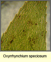 Oxyrrhynchium speciosum, Showy Feather-moss