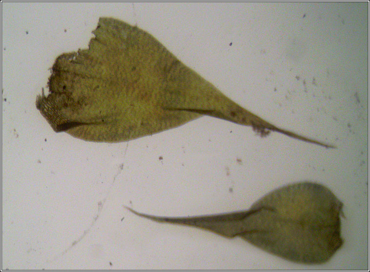 Campylium stellatum, Yellow Starry Feather-moss