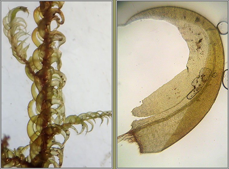 Scorpidium cossonii, Intermediate Hook-moss