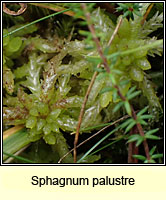 Sphagnum palustre, Blunt-leaved Bog-moss