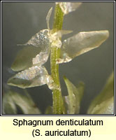 Sphagnum denticulatum, Cow-horn Bog-moss