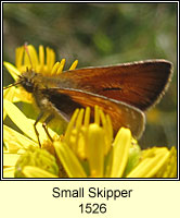 Small Skipper, Thymelicus sylvestris