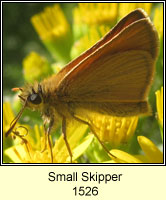 Small Skipper, Thymelicus sylvestris