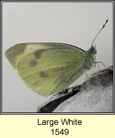 Large White, Pieris brassicae