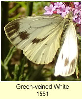Green-veined White, Pieris napi