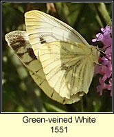 Green-veined White, Pieris napi