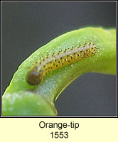 Orange-tip, Anthocharis cardamines