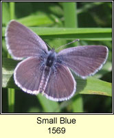 Small Blue, Cupido minimus