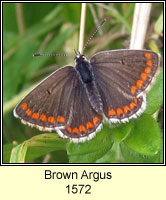 Brown Argus, Aricia agestis