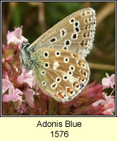 Adonis Blue, Lysandra bellargus