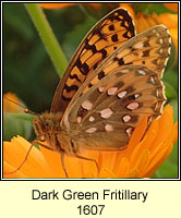Dark Green Fritillary, Argynnis aglaja
