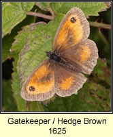 Gatekeeper / Hedge Brown, Pyronia tithonus