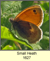 Small Heath, Coenonympha pamphilus