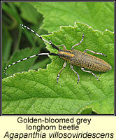 Agapanthia villosoviridescens, Golden-bloomed grey longhorn beetle