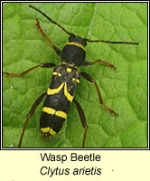 Clytus arietis, Wasp Beetle
