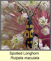 Rutpela maculata, Spotted Longhorn