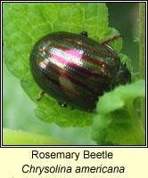Chrysolina americana, Rosemary Beetle
