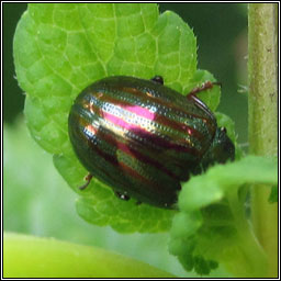 Rosemary Beetle, Chrysolina americana