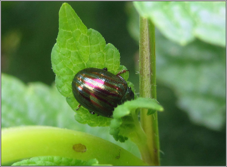 Rosemary Beetle, Chrysolina americana