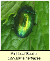 Chrysolina herbacea, Mint Leaf Beetle