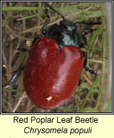 Chrysomela populi, Red Poplar Leaf Beetle