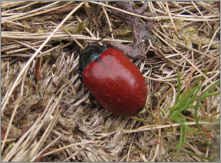 Red Poplar Leaf Beetle, Chrysomela populi