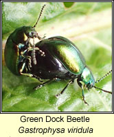 Gastrophysa viridula, Green Dock Beetle