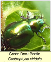 Gastrophysa viridula, Green Dock Beetle