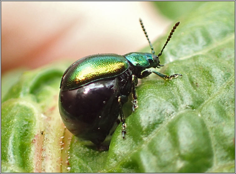 Green Dock Beetle, Gastrophysa viridula