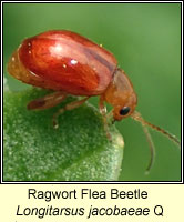 Longitarsus jacobaeae, Ragwort Flea Beetle
