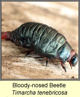 Timarcha tenebricosa, Bloody-nosed Beetle