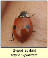 Adalia 2-punctata, 2-spot ladybird