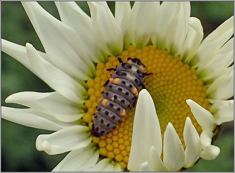 7-spot ladybird, Coccinella 7-septempunctata