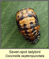 Coccinella 7-septempunctata, 7-spot ladybird