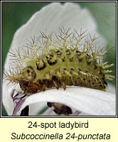 Subcoccinella 24-punctata, 24-spot ladybird