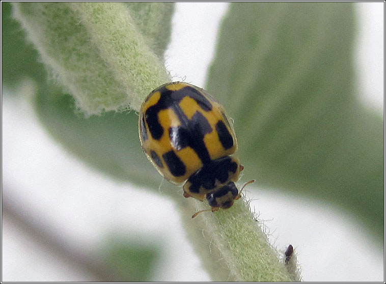 14-spot Ladybird, Propylea quatuordecimpunctata