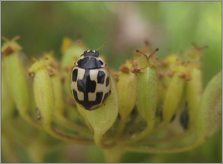 14-spot Ladybird, Propylea quatuordecimpunctata