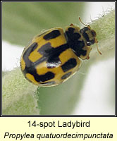 Propylea quatuordecimpunctata, 14-spot Ladybird