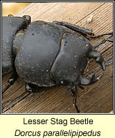 Dorcus parallelipipedus, Lesser Stag Beetle