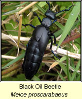 Meloe proscarabaeus, Black Oil Beetle