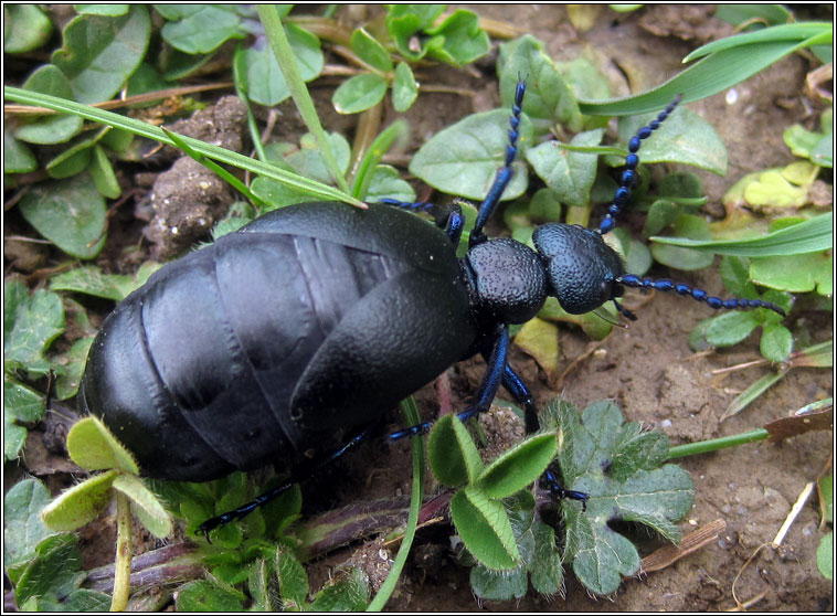 Black Oil Beetle, Meloe proscarabaeus