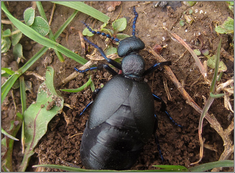 Black Oil Beetle, Meloe proscarabaeus
