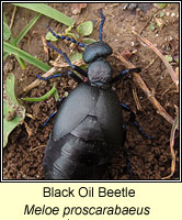 Meloe proscarabaeus, Black Oil Beetle