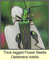 Oedemera nobilis, Thick-legged Flower Beetle