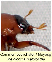 Melolontha melolontha, Common cockchafer, Maybug